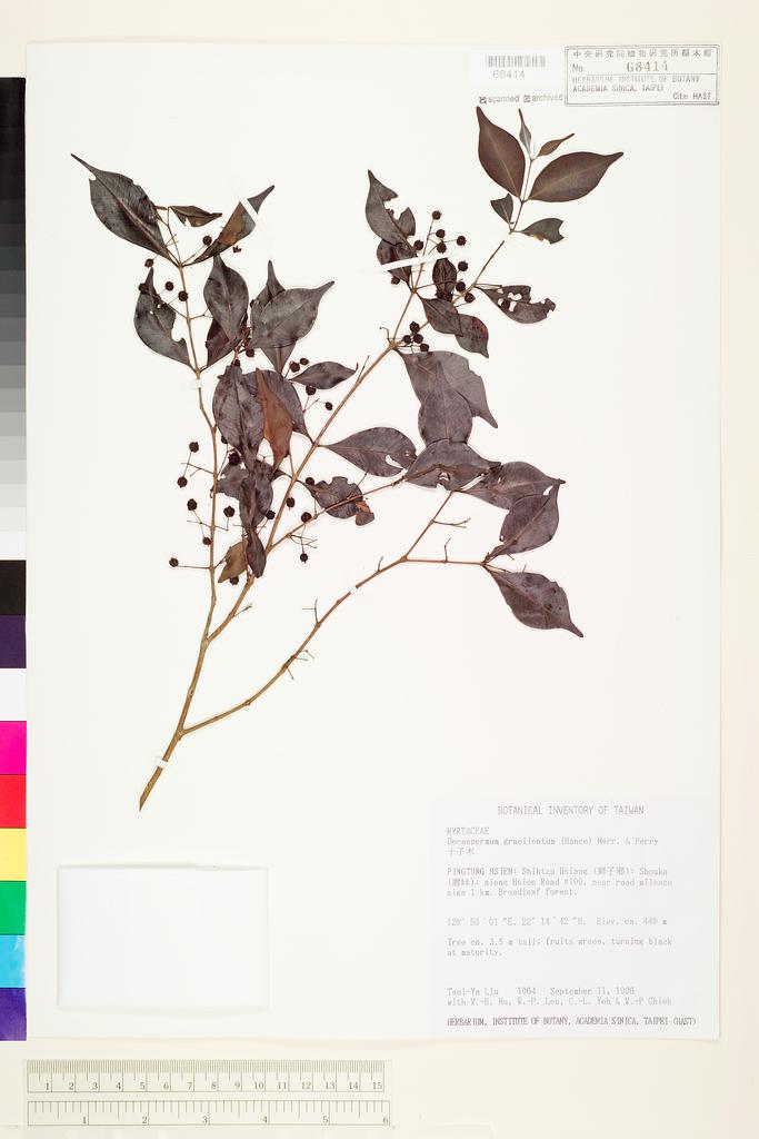<Unit #32989 Liu, Tsui-Ya | 劉翠雅 | 1064:: | Decaspermum gracilentum (Hance) Merr. & Perry>