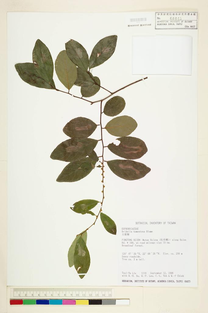 <Unit #34679 Liu, Tsui-Ya | 劉翠雅 | 1110:: | Bridelia tomentosa Bl.>
