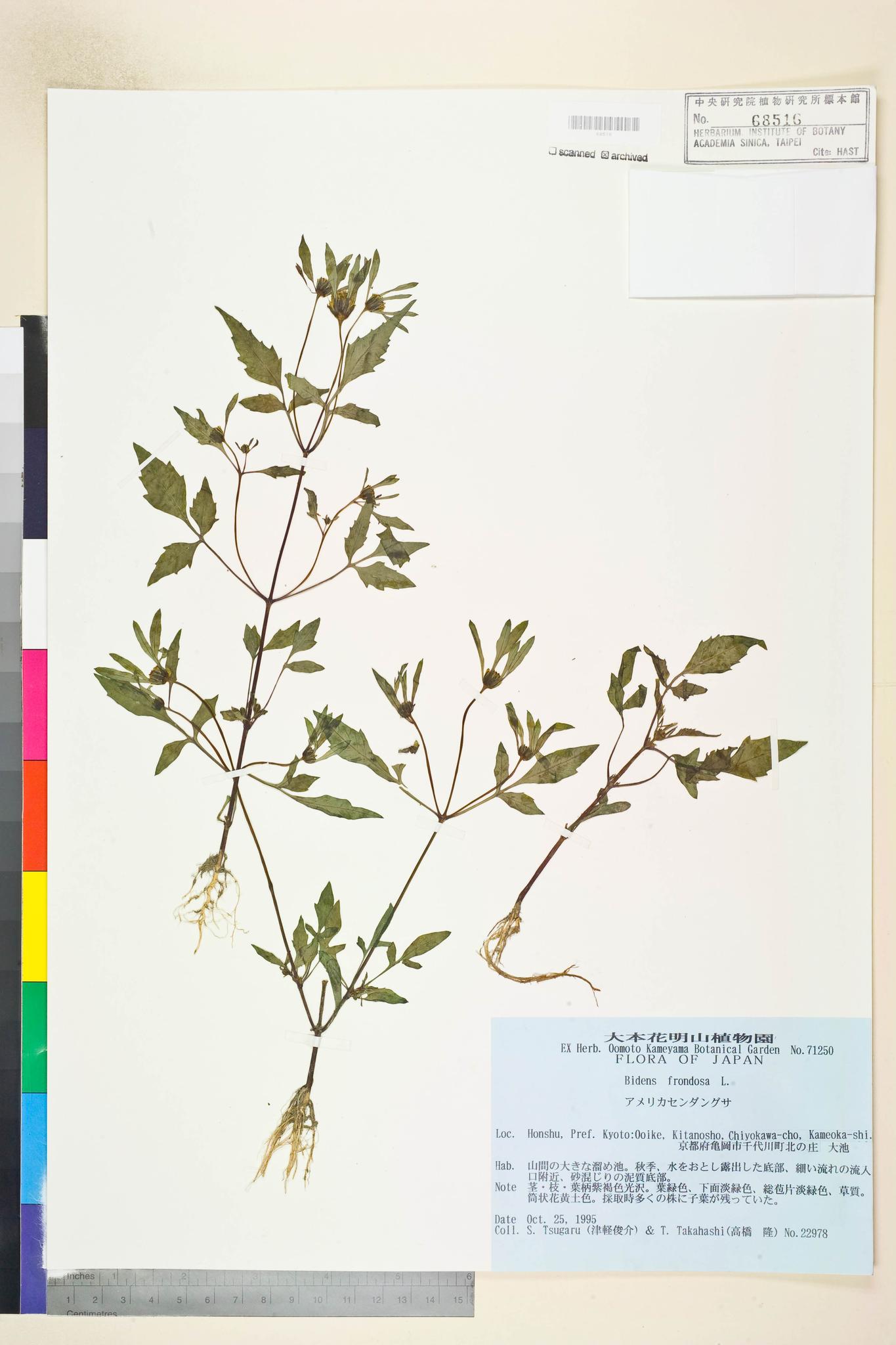 Sample image for viewer