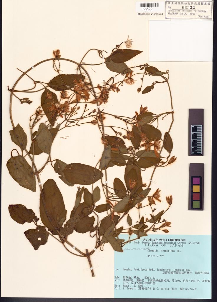 <Unit #123685 Tsugaru, S. | 津軽俊介 | 22509:: | Clematis terniflora DC.>