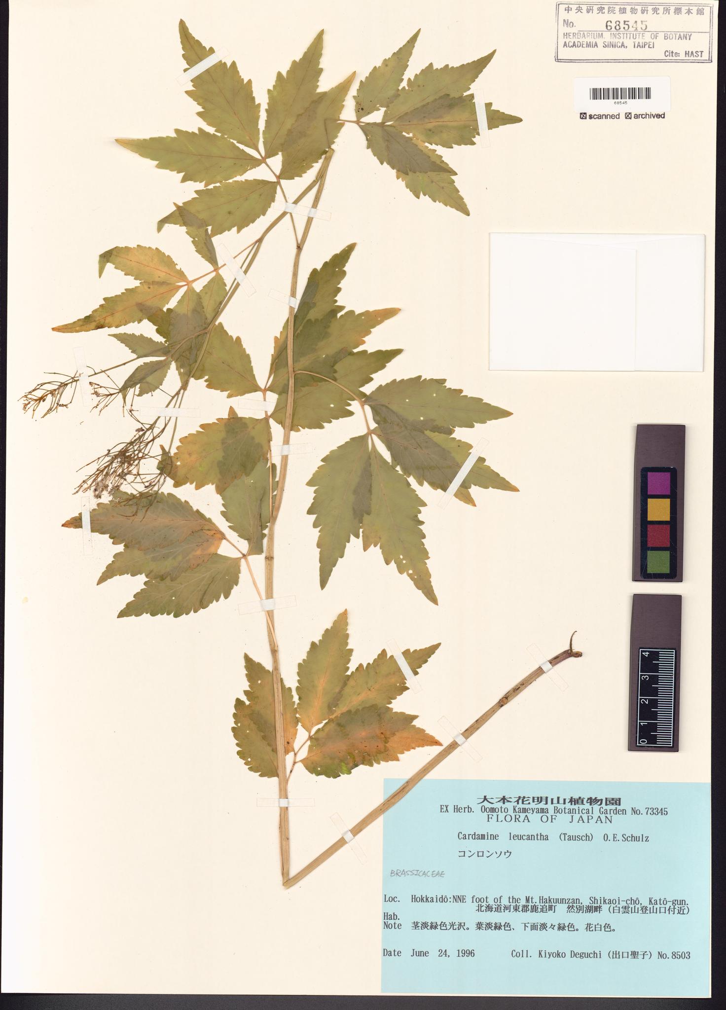 Sample image for viewer