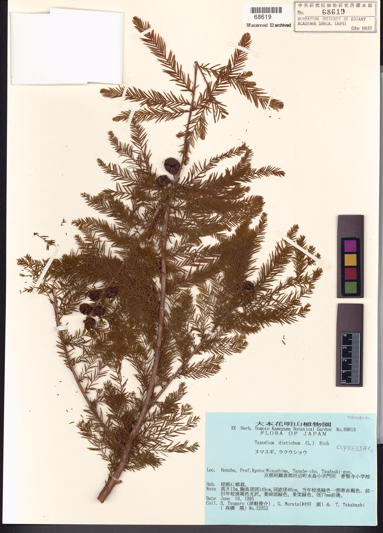 Sample image for viewer