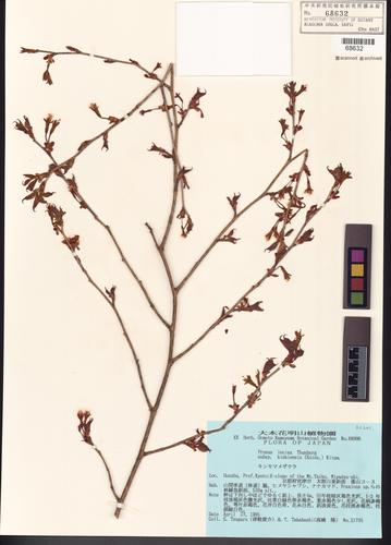 Prunus incisa Thunb.
