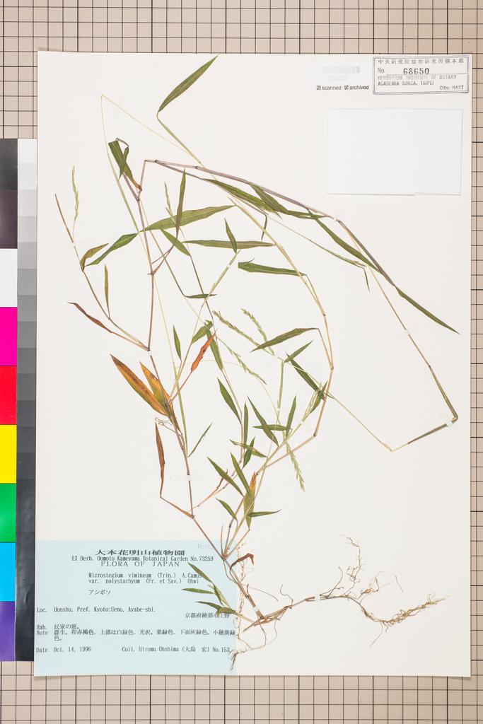 <Unit #111595 Ohashi, H. |  | 153:: | Microstegium vimineum (Trin.) A. Camus var. polystachyum (Franch. & Sav.) Ohwi>