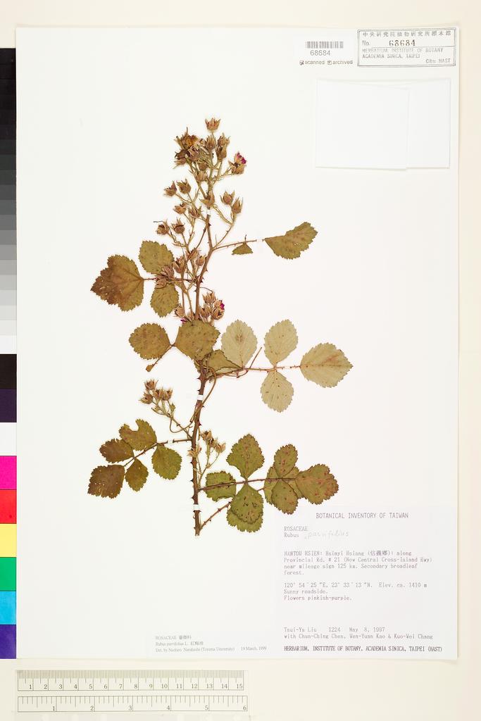 <Unit #28656 Liu, Tsui-Ya | 劉翠雅 | 1224:: | Rubus parvifolius L.>