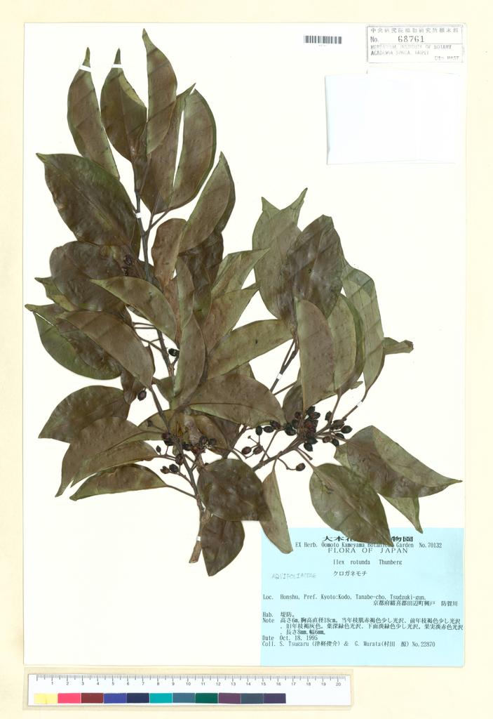 <Unit #100012 Tsugaru, S. | 津軽俊介 | 22870:: | Ilex rotunda Thunb.>