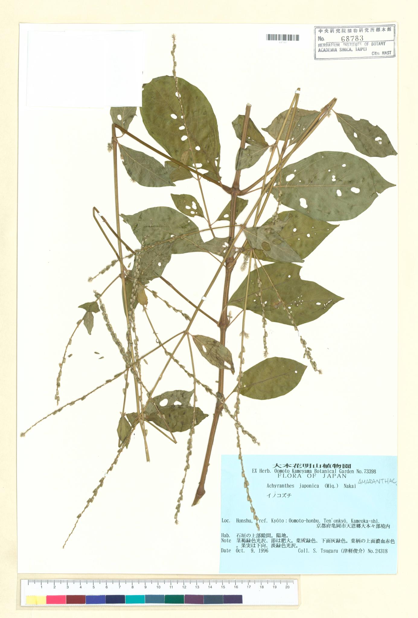 Sample image for viewer