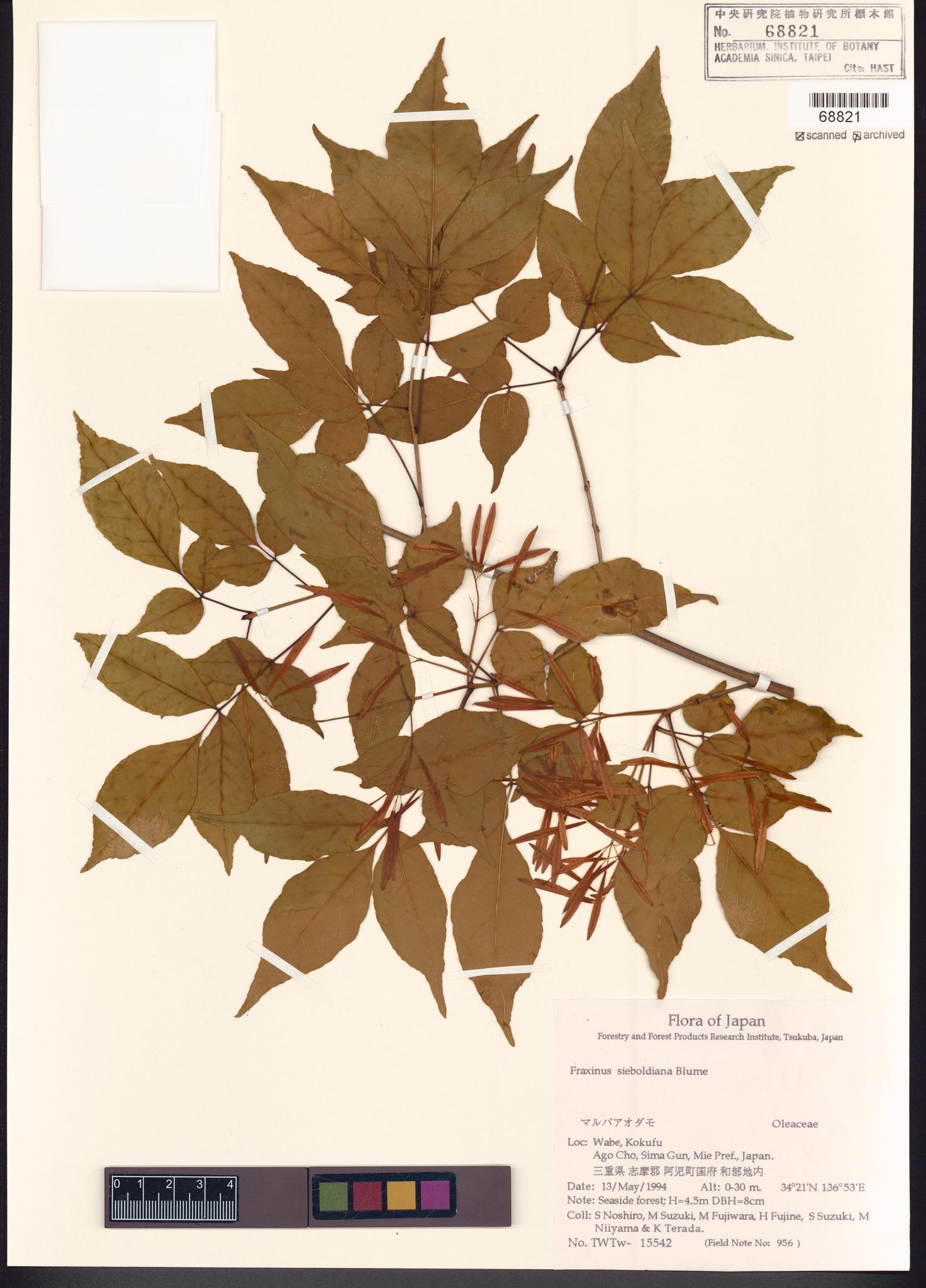 Sample image for viewer