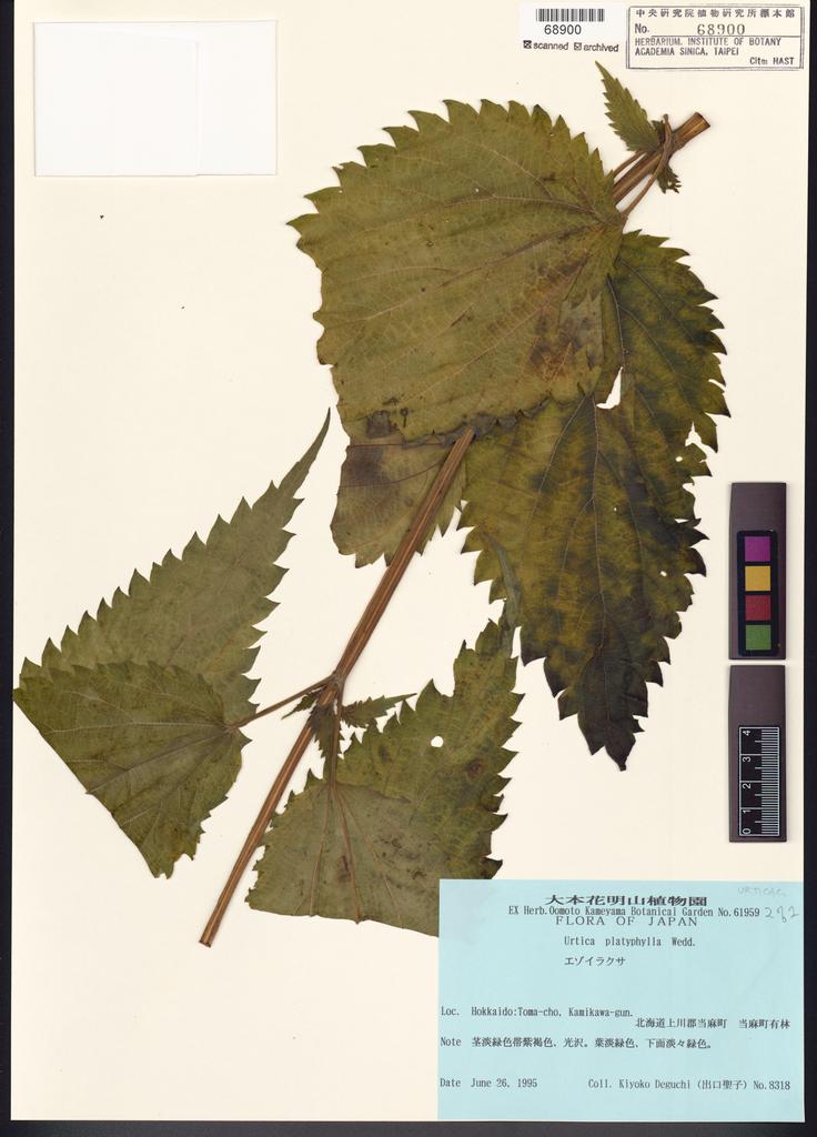<Unit #101313 出口聖子 | 8318:: | Urtica platyphylla Wedd.>