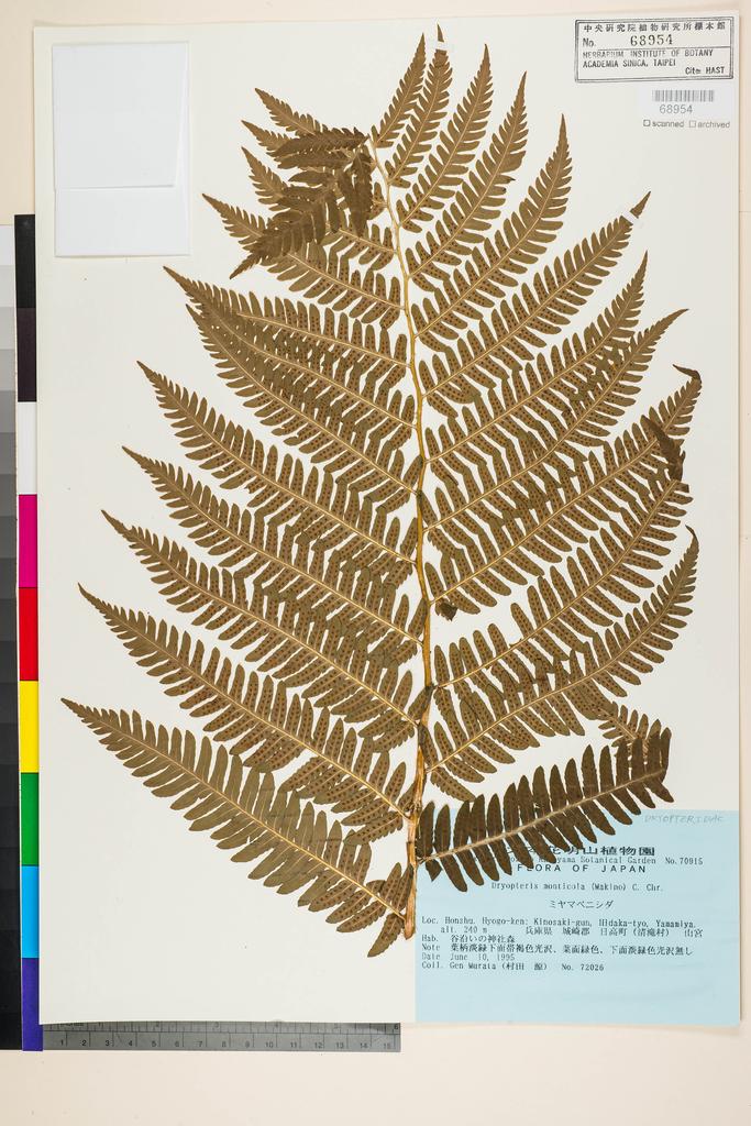 <Unit #128390 Murata, G. |  | 72026:: | Dryopteris monticola (Makino) C. Chr.>