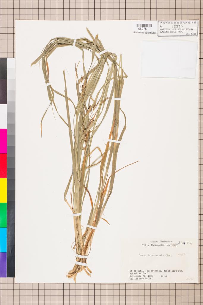 <Unit #100534  | 16131:: | Carex hondoensis Ohwi>