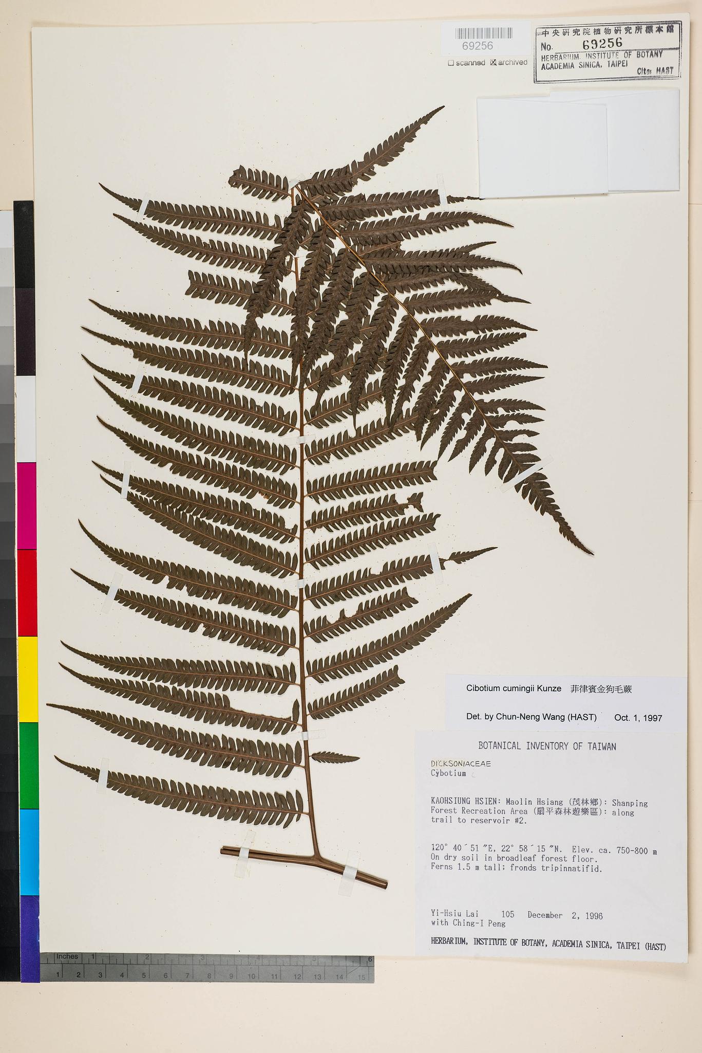 Specimen image