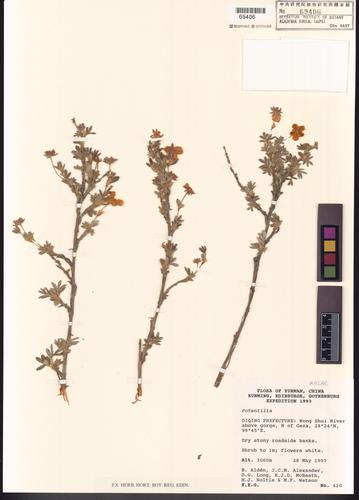 Potentilla