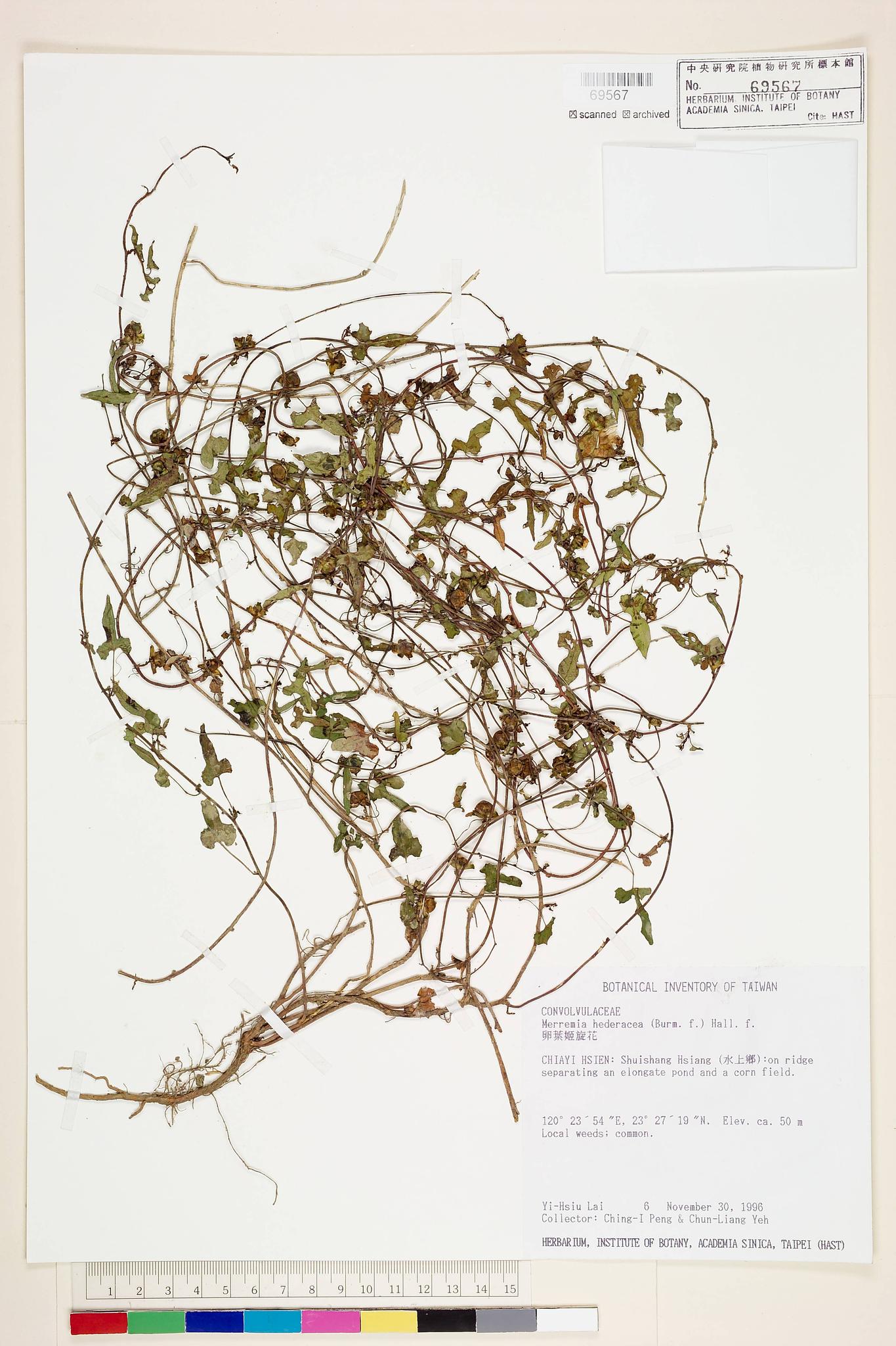 Sample image for viewer