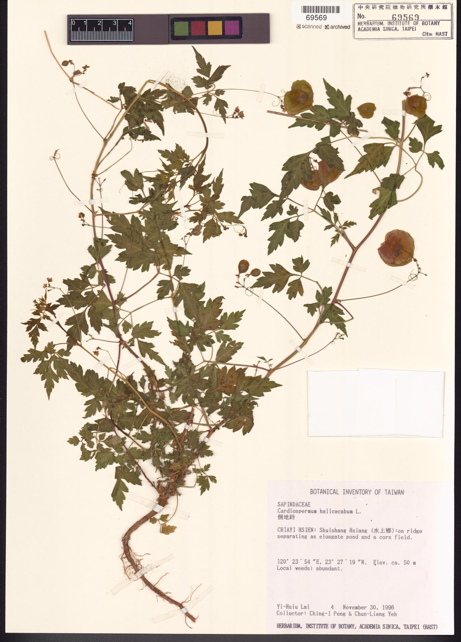 Sample image for viewer