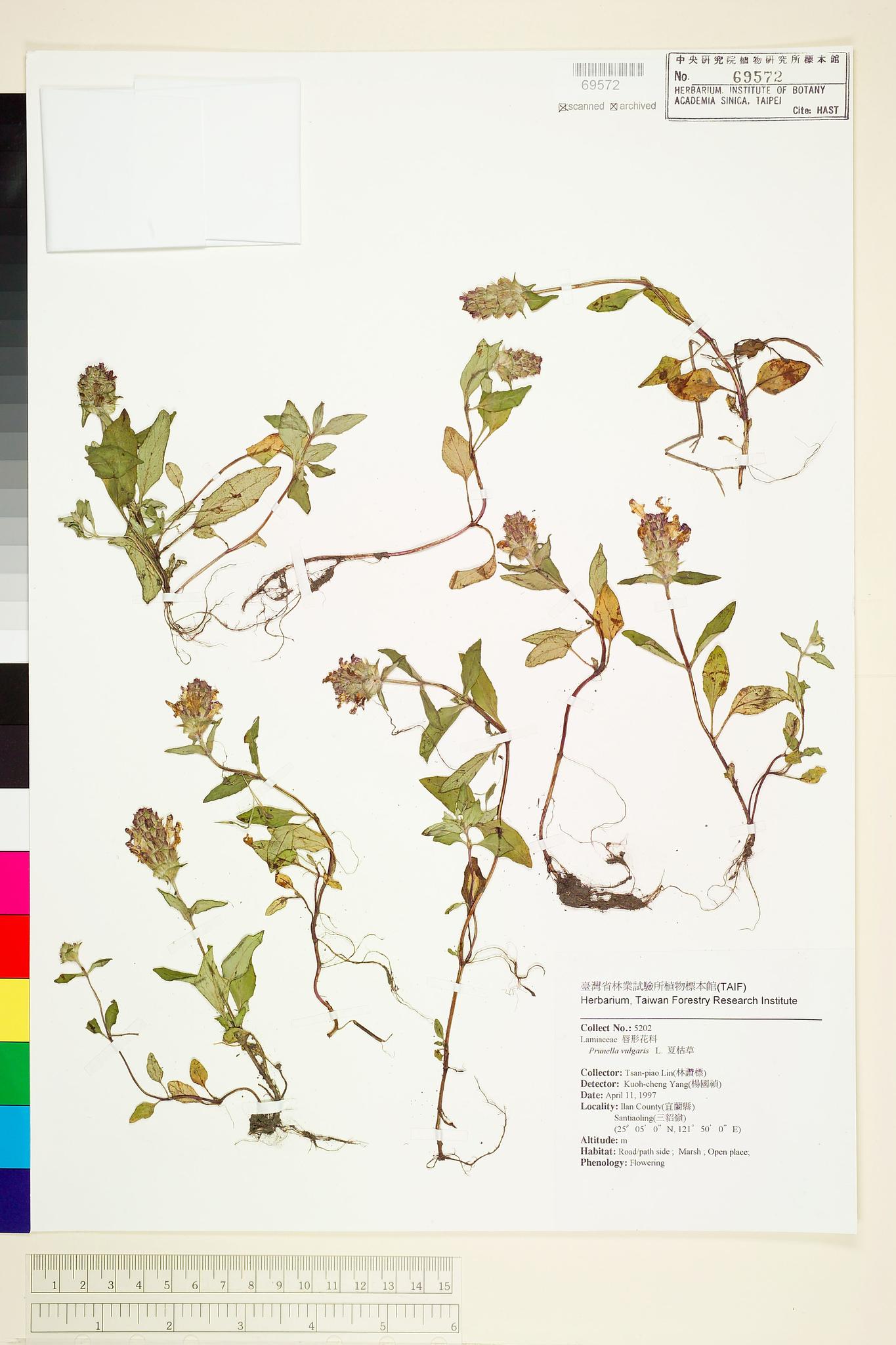 Sample image for viewer