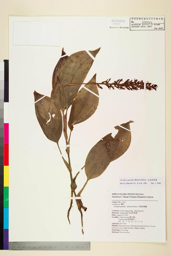 <Unit #71369 Yang, Kuoh-Cheng | 楊國禎 | 5009:: | Goodyera grandis (Bl.) Bl.>
