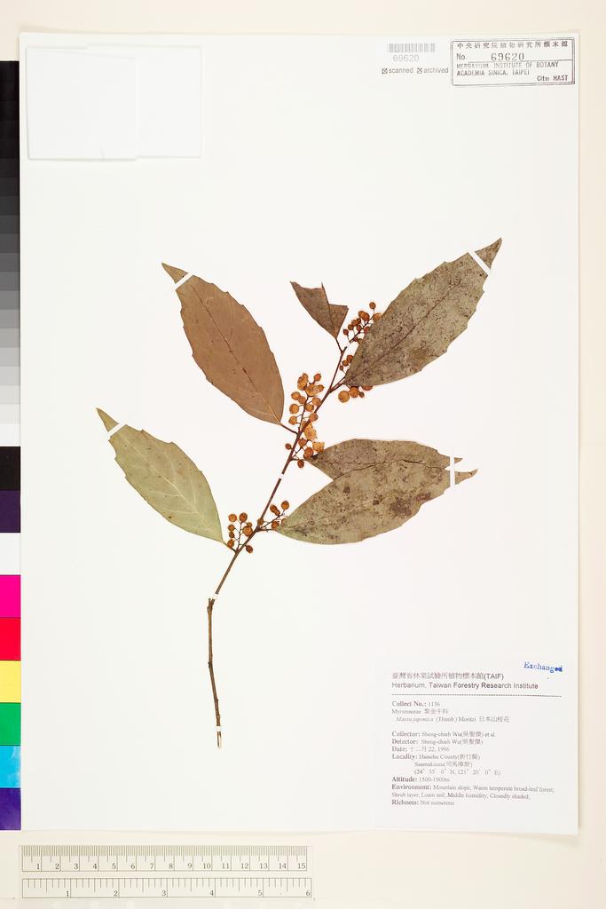 <Unit #68142 Wu, Sheng-chieh | 吳聖傑 | 1136:: | Maesa japonica (Thunb.) Moritzi ex Zoll.>