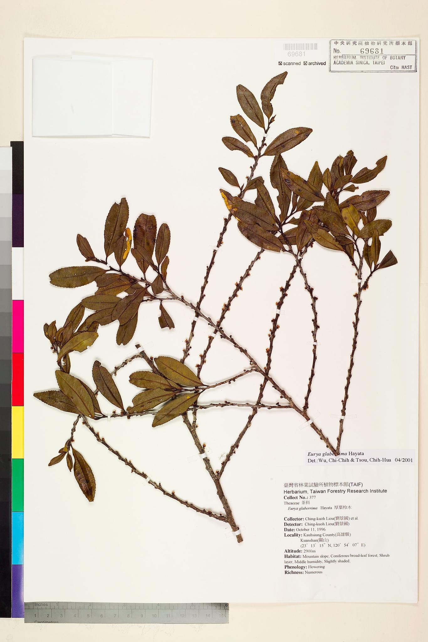 Sample image for viewer