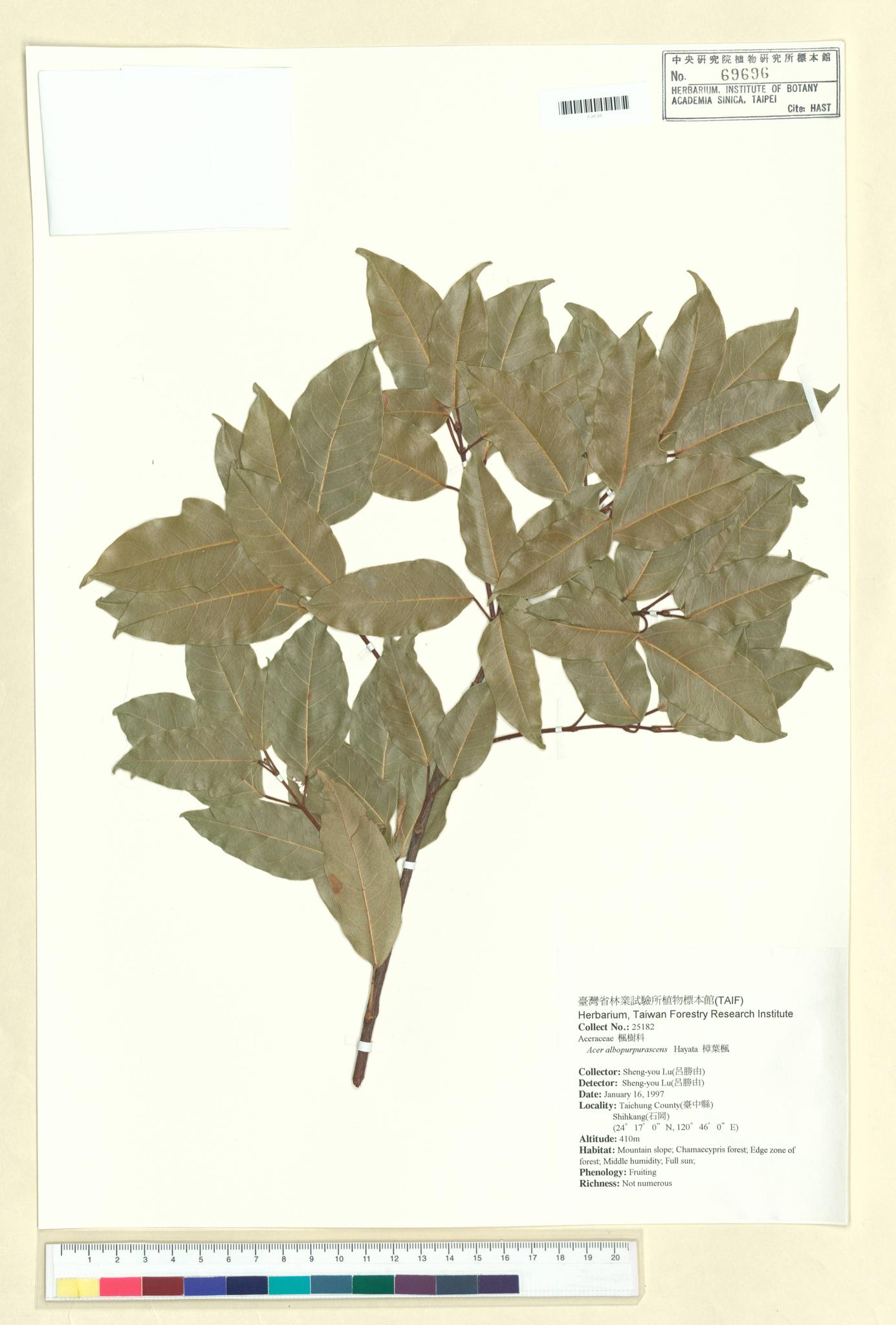 Sample image for viewer