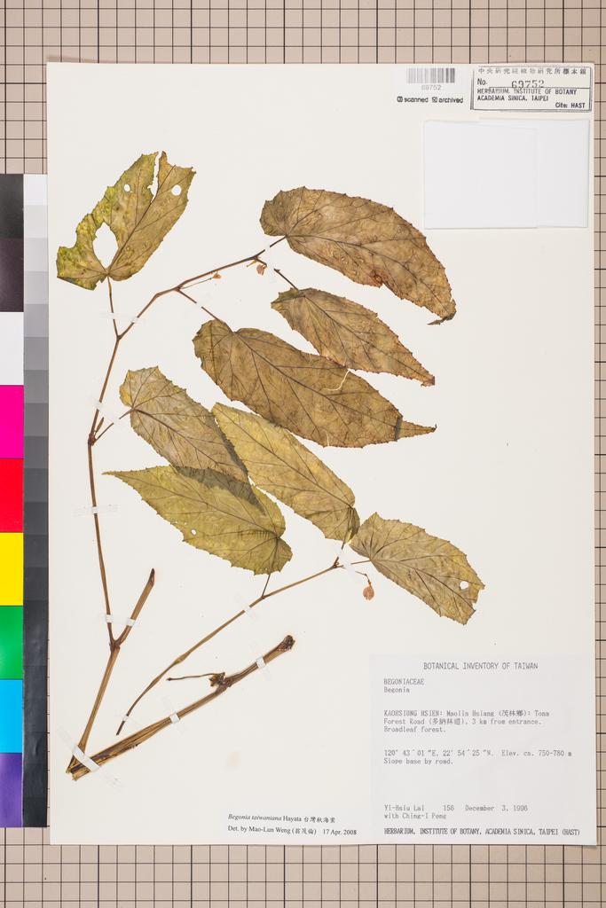<Unit #7629 Lai, Yi-Hsiu | 賴易秀 | 156:: | Begonia taiwaniana Hayata>
