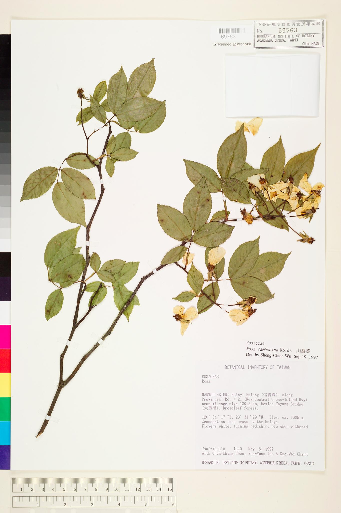 Sample image for viewer