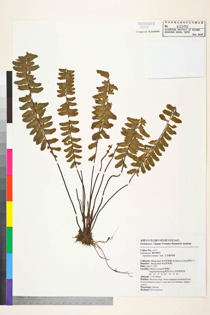 <Unit #84258 Wu, Sheng-chieh | 吳聖傑 | 1277:: | Asplenium normale D. Don>