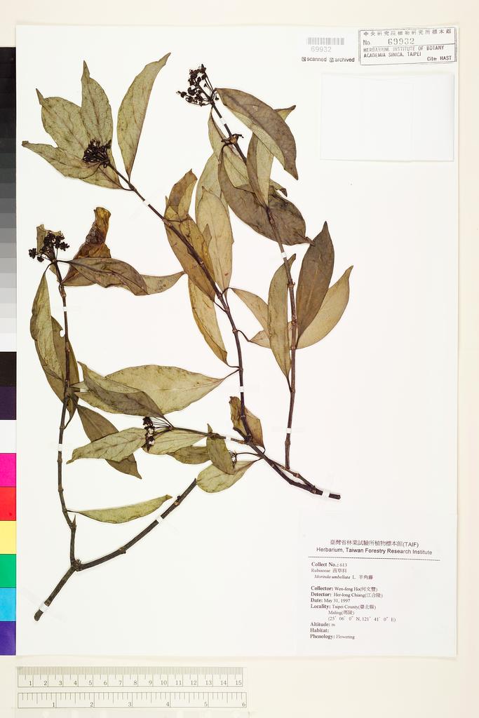 <Unit #71220 Ho, Wen-feng | 何文豐 | 613:: | Morinda umbellata L.>