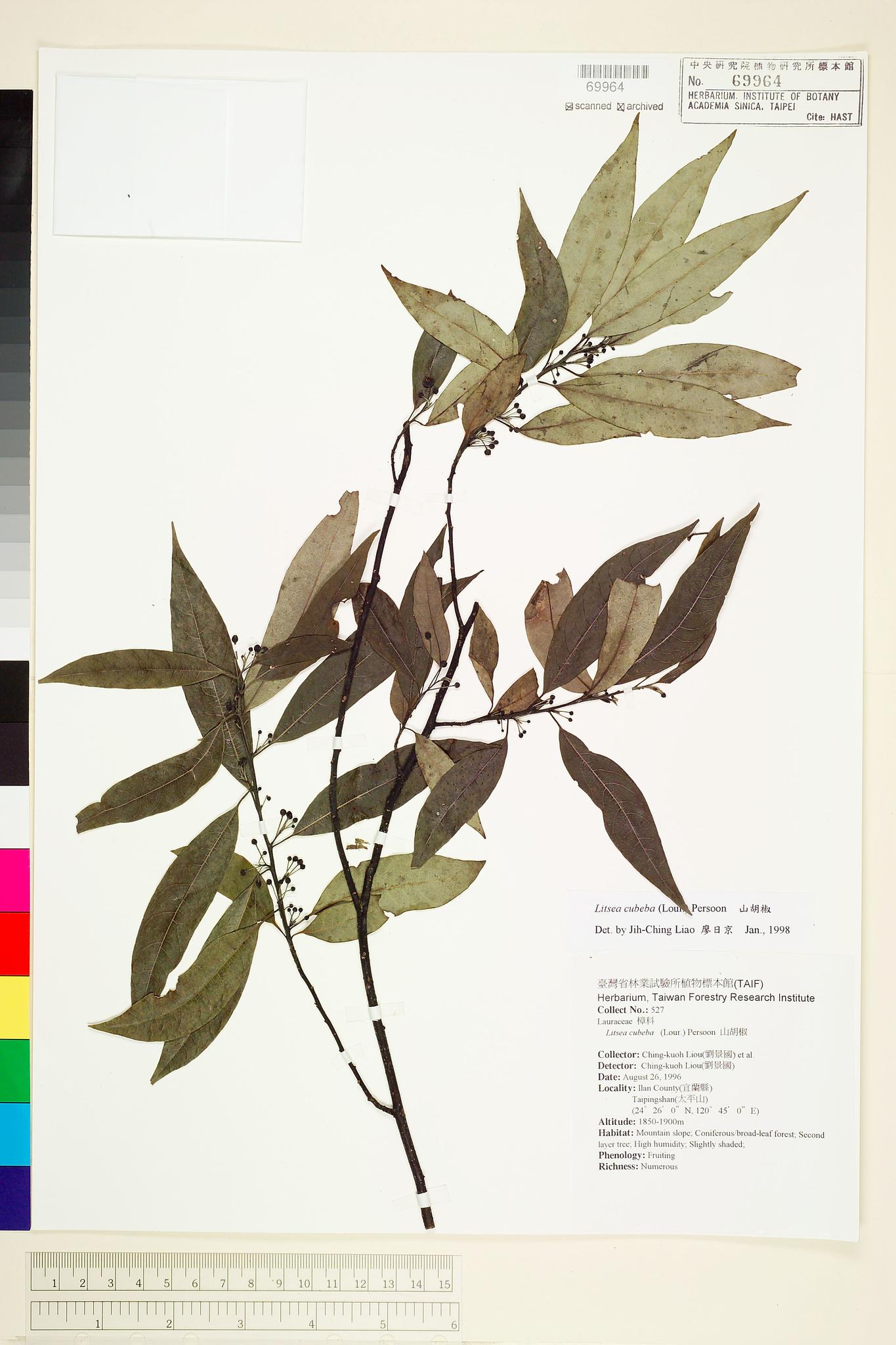 Specimen image
