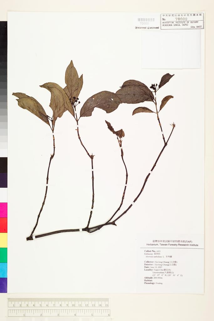 <Unit #71211 Chiang, Her-long | 江合隆 | 413:: | Morinda umbellata L.>