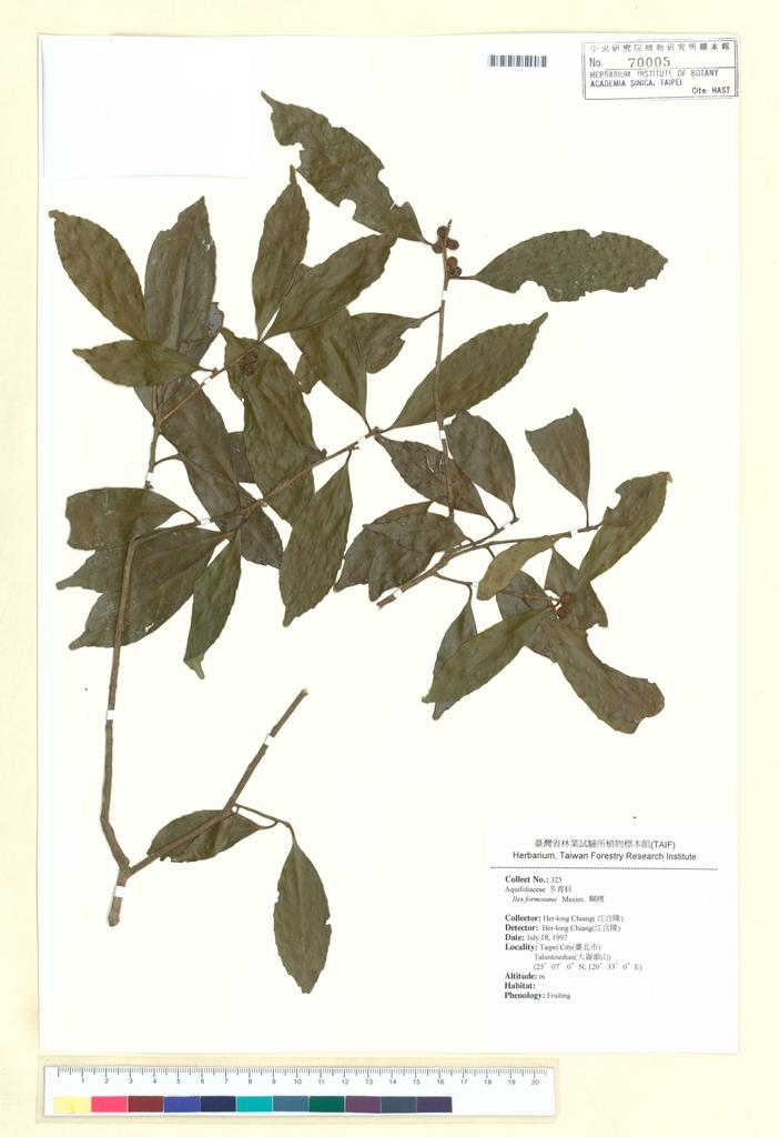 <Unit #39063 Chiang, Her-long | 江合隆 | 325:: | Ilex formosana Maxim.>