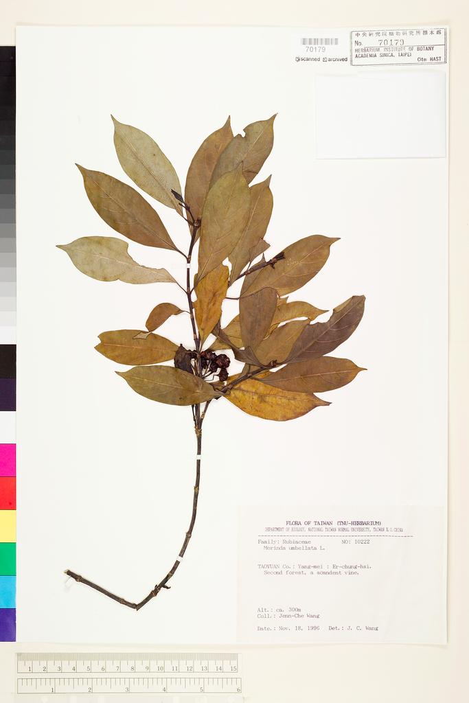 <Unit #71219 Wang, Jenn-Che | 王震哲 | 10222:: | Morinda umbellata L.>