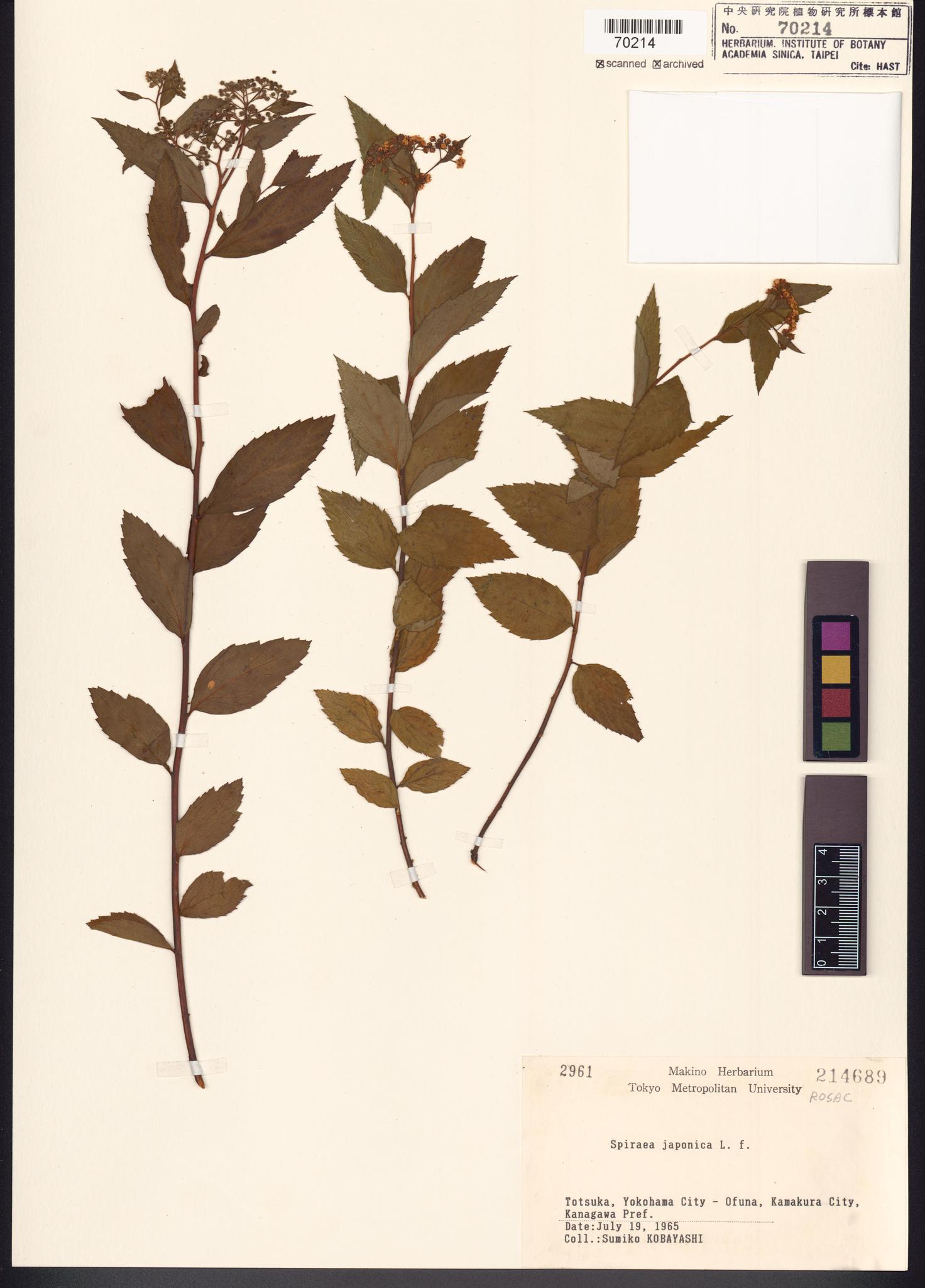 Sample image for viewer