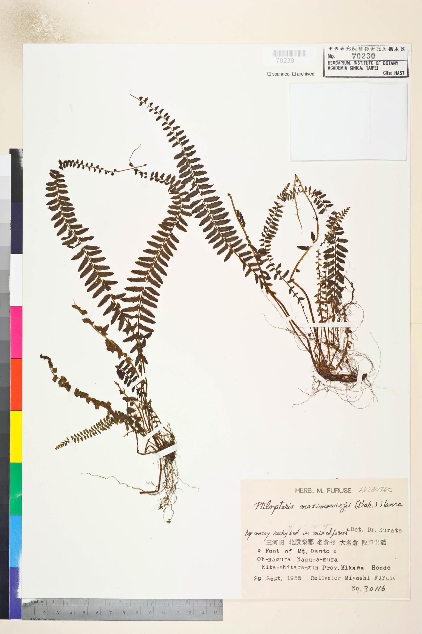 Sample image for viewer