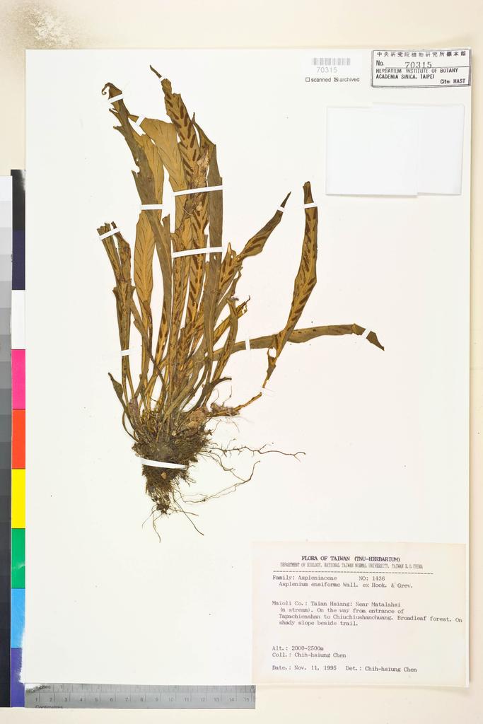 <Unit #84634 Chen, Chih-Hsiung | 陳志雄 | 1436:: | Asplenium ensiforme Wall. ex Hook. & Grev.>