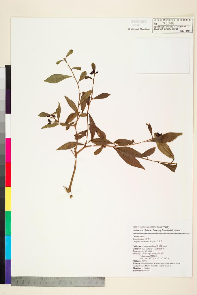 <Unit #74735 Liou, Ching-kuoh | 劉景國 | 433:: | Daphne arisanensis Hayata>