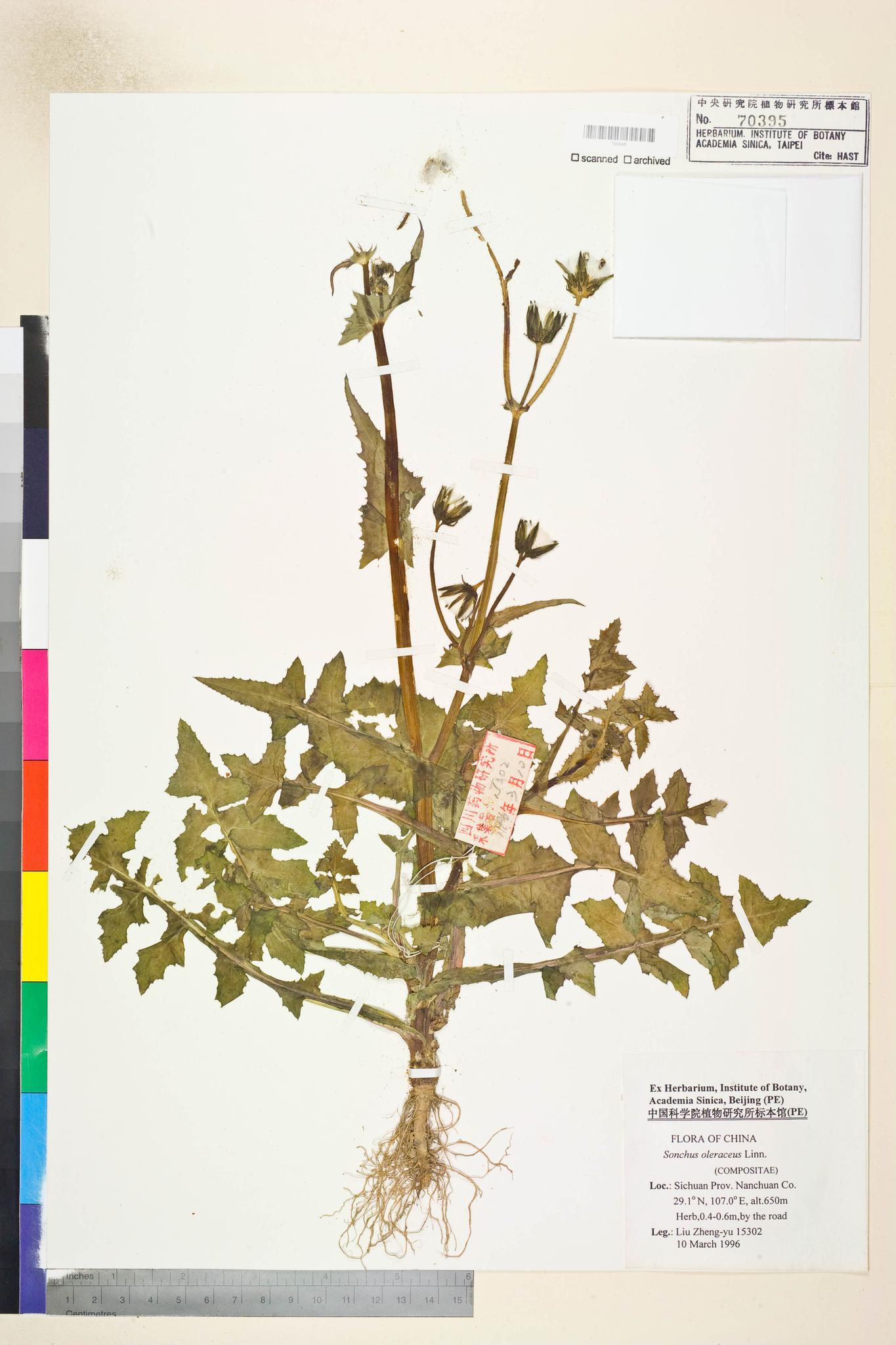 Sample image for viewer