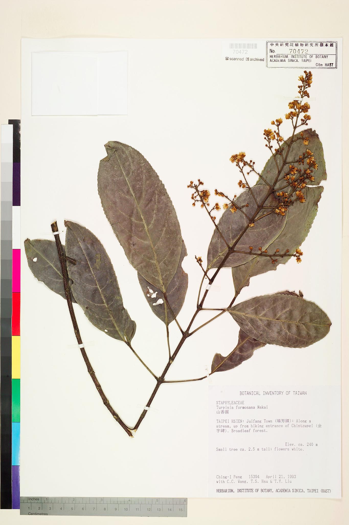 Sample image for viewer