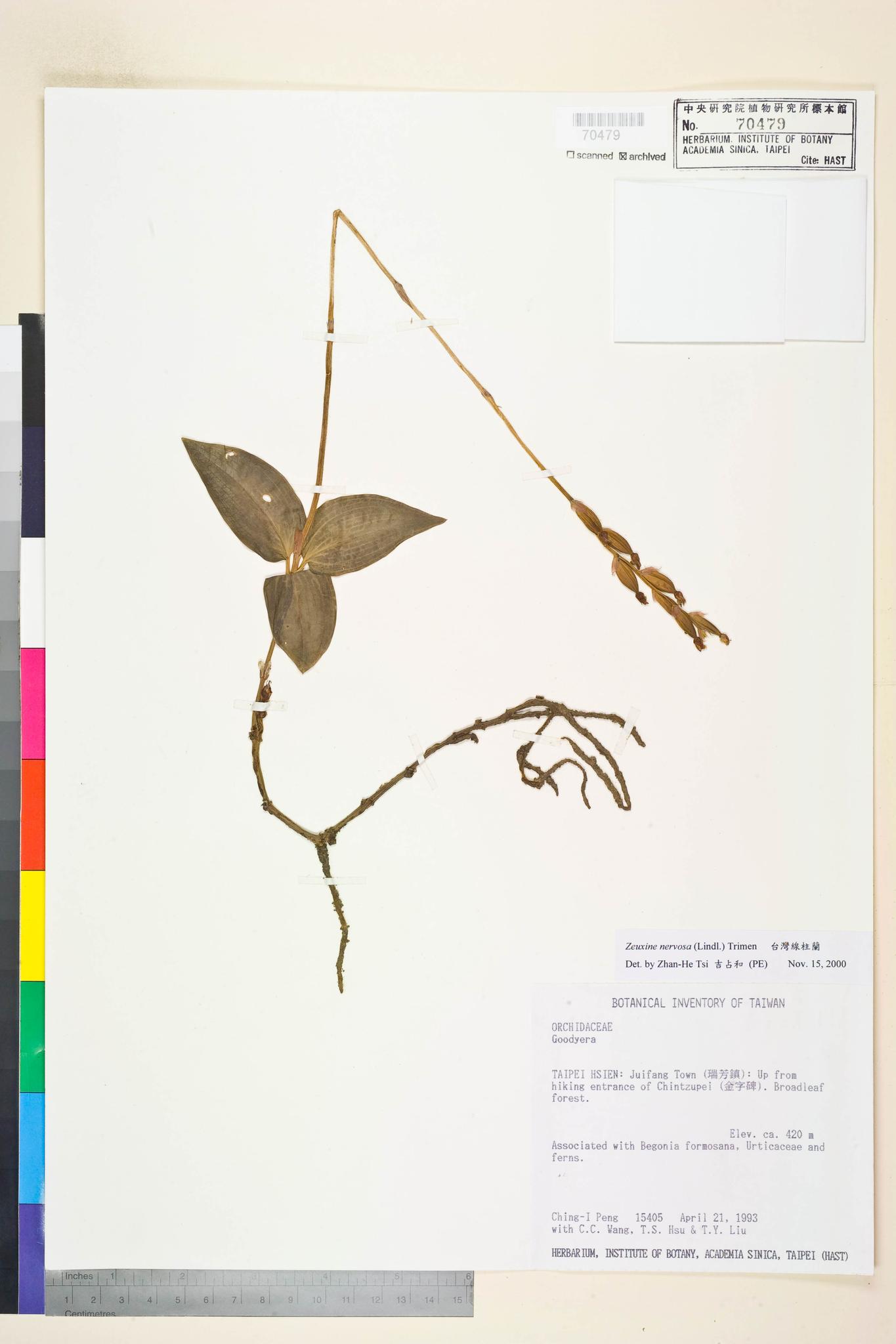 Sample image for viewer