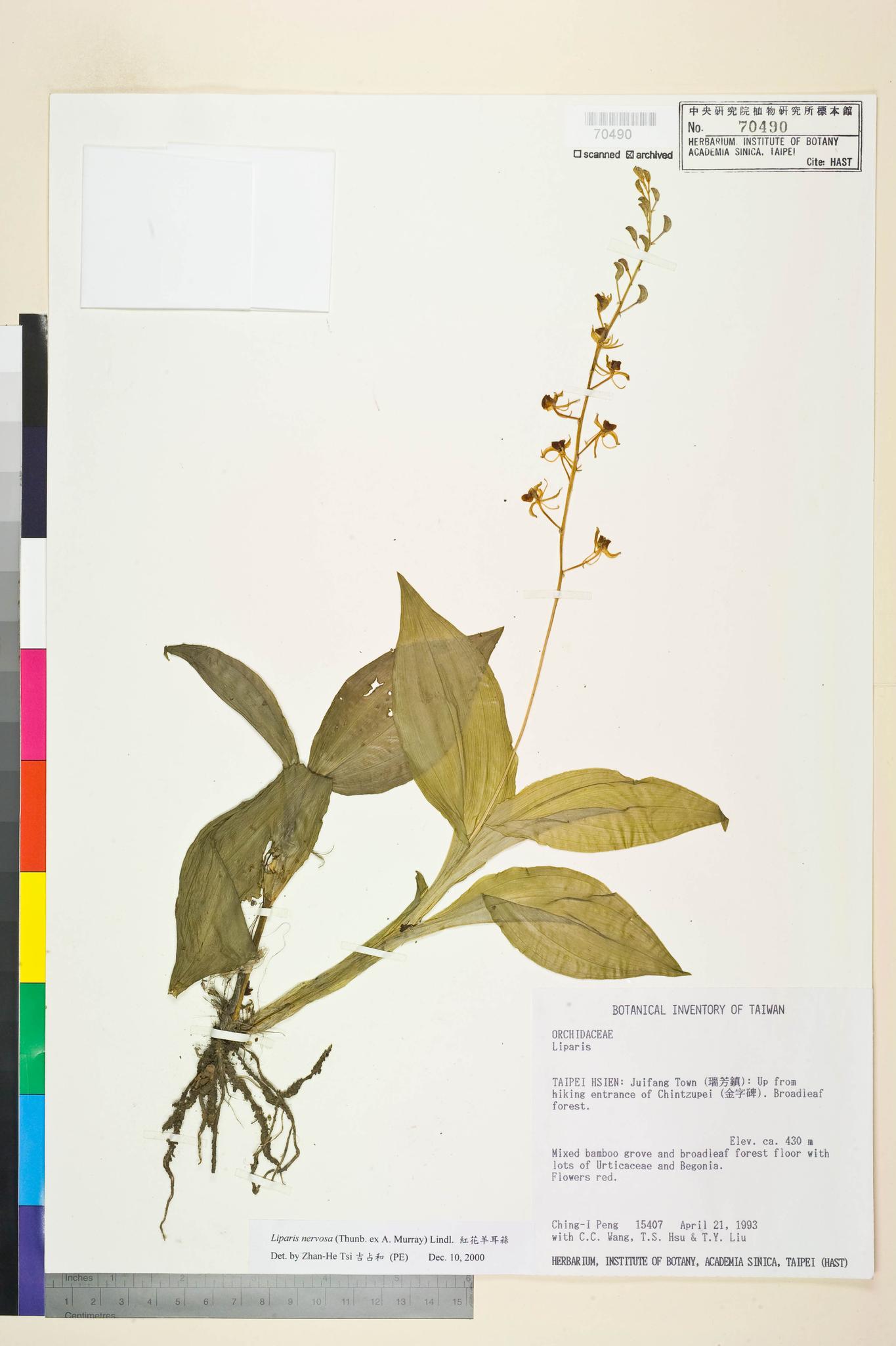 Sample image for viewer