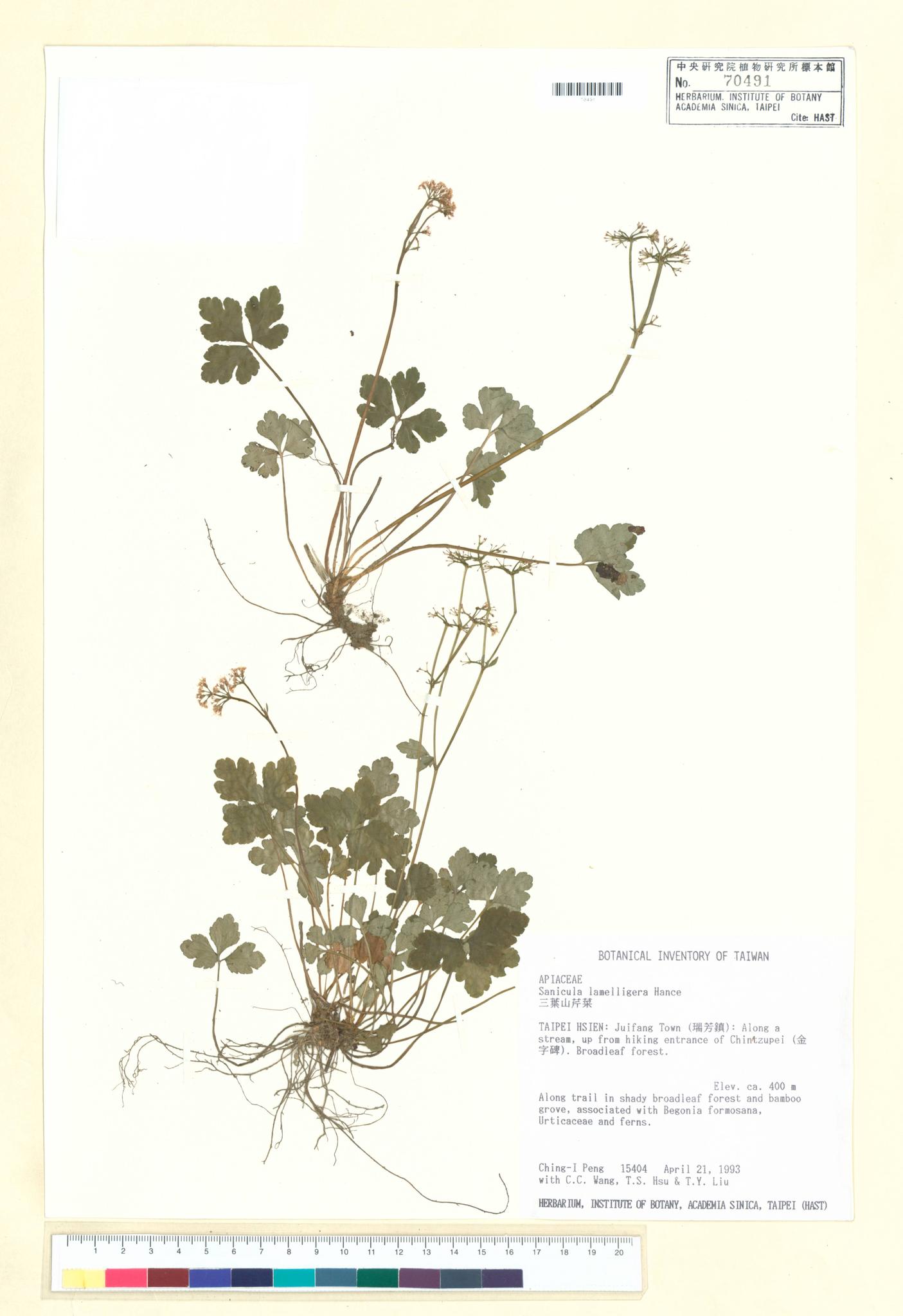 Sample image for viewer