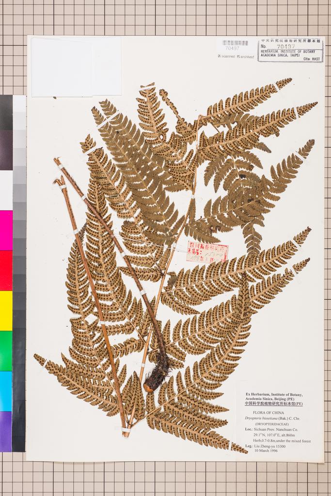 <Unit #128664 Liu, Zheng-yu |  | 15300:: | Dryopteris bissetiana (Baker) C. Chr.>