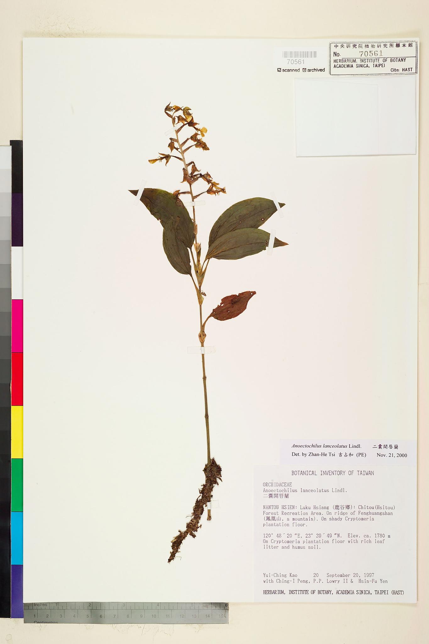 Sample image for viewer