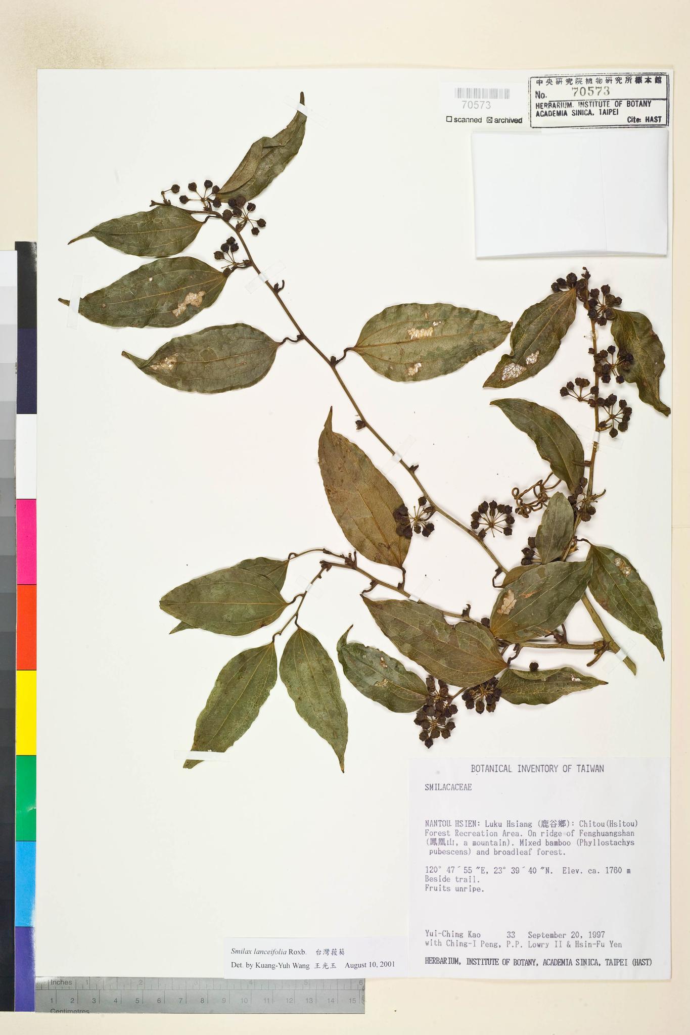 Sample image for viewer