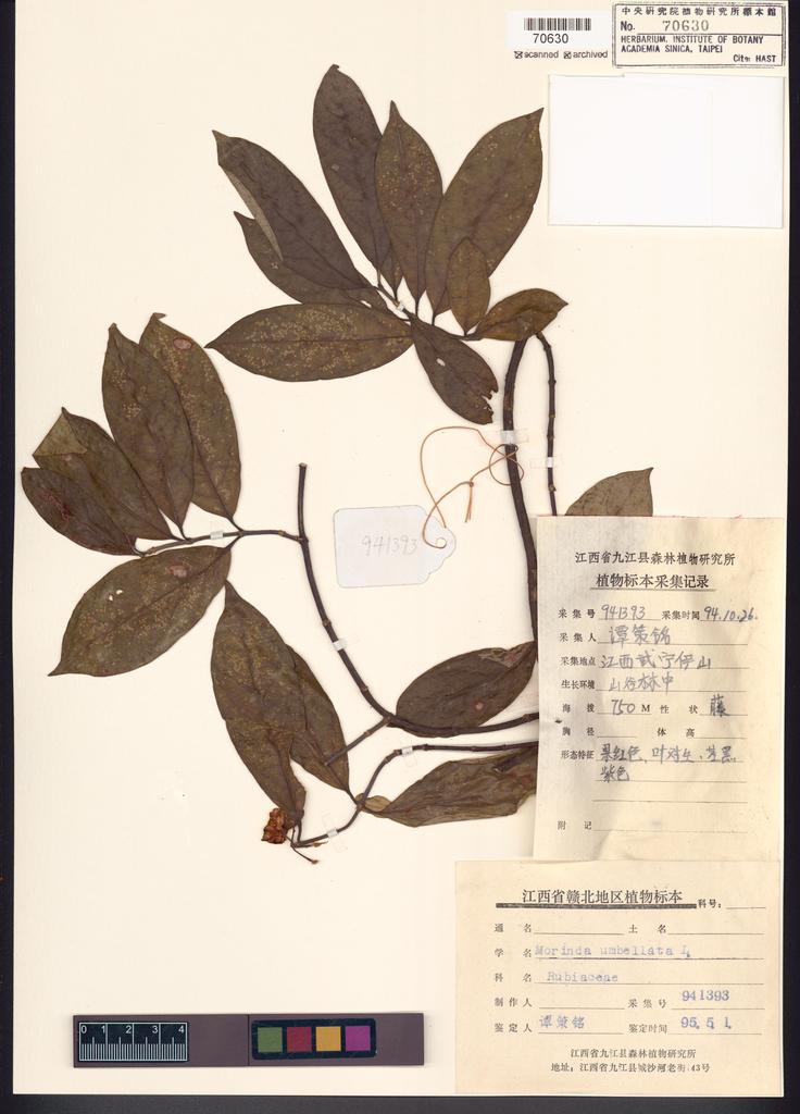 <Unit #116477 Tan, Ce-Ming | 譚策銘 | 941393:: | Morinda umbellata L.>