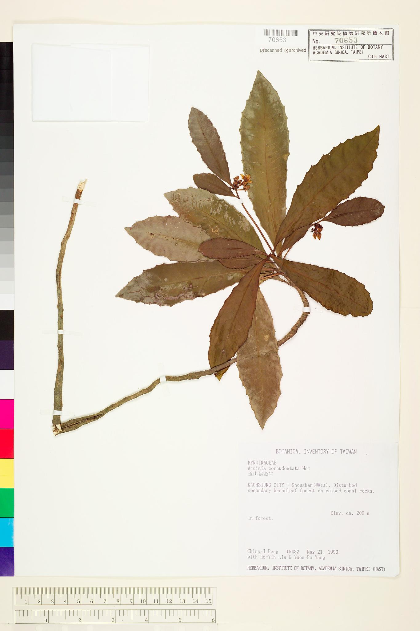 Sample image for viewer