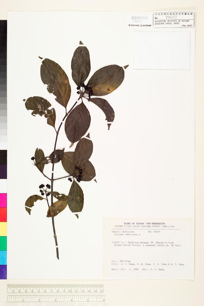 <Unit #71217 Wang, Jenn-Che | 王震哲 | 10187:: | Morinda umbellata L.>