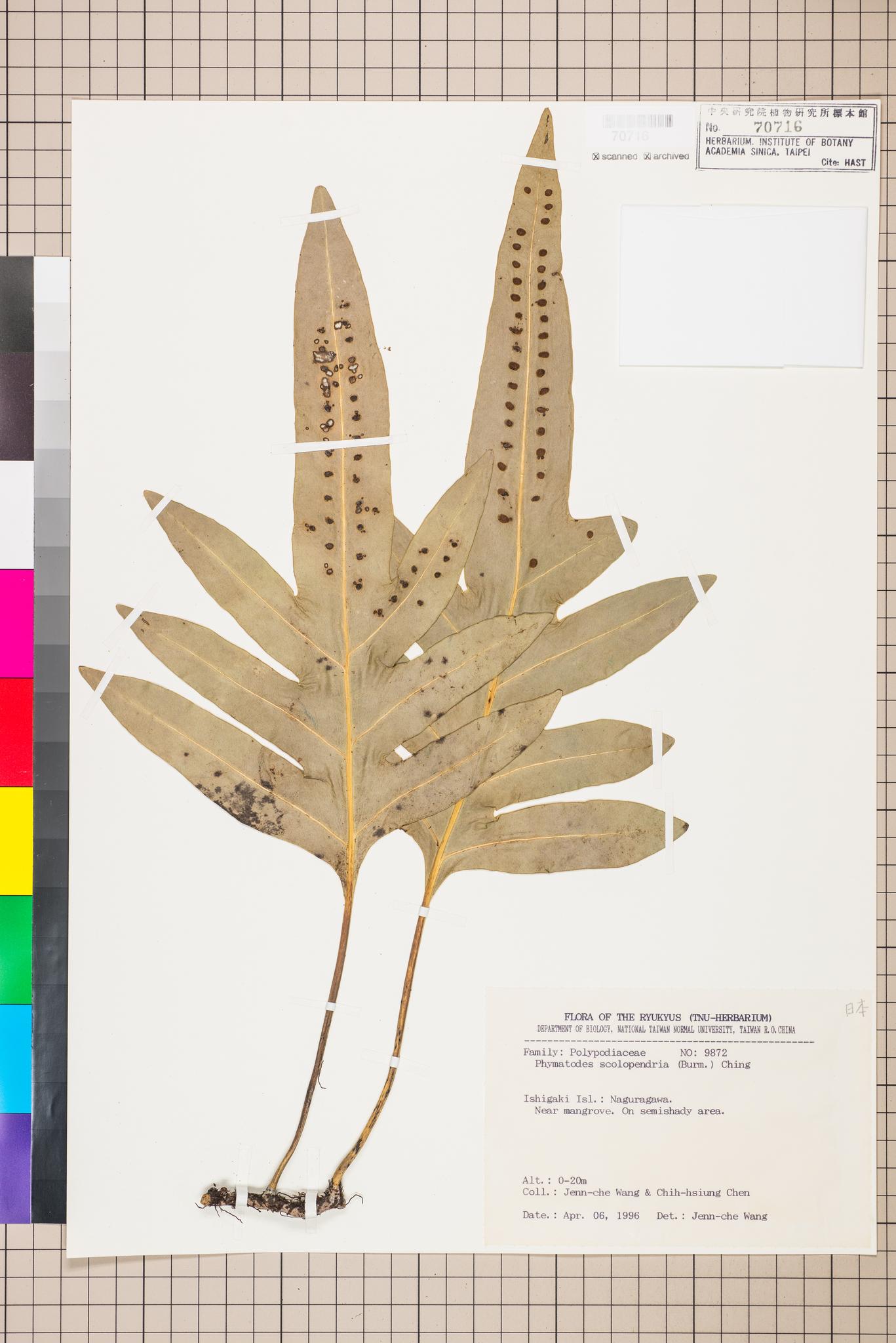 Sample image for viewer