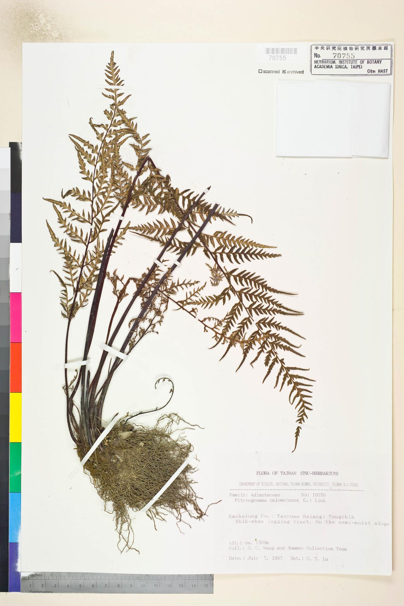 Sample image for viewer