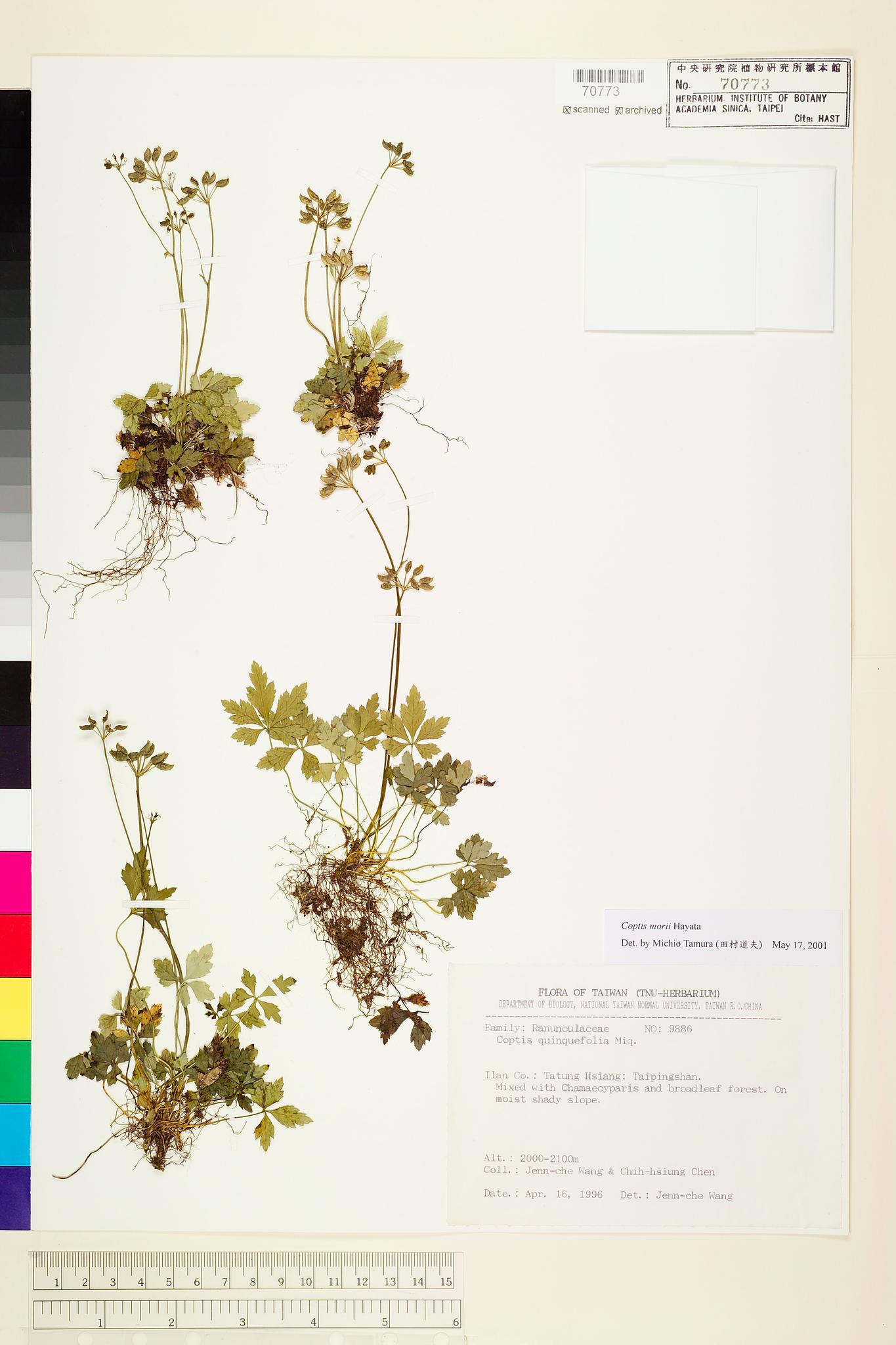 Sample image for viewer